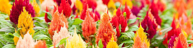 Celosia